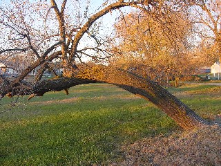 [photo: Current site of A Blackout, showing the tortured elm that grew next to the entry and that defied the weight of several patrons over the years; photo by Pat O'Connor, c. 2004]