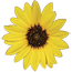 [Sunflower logo of the Kansas Heritage Group]