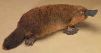 [a duck-billed platypus]